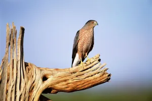 Coopers hawk {Accipiter cooperii} on Saguaro cactus skeleton, Arizona, USA Coopers hawk {Accipiter cooperii} on Saguaro cactus skeleton, Arizona, USA