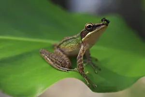 Copper-cheeked frog (Chalcorana labialis) from riparian lowland rainforest on the Copper-cheeked frog (Chalcorana labialis) from riparian lowland rainforest on the
