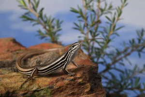 Copper-tailed skink (Ctenotus taeniolatus) on rock. New South Wales, Australia Copper-tailed skink (Ctenotus taeniolatus) on rock. New South Wales, Australia