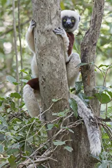 Coquerels sifaka (Propithecus coquereli) curious individual up in tree, Ankarafantsika Coquerels sifaka (Propithecus coquereli) curious individual up in tree, Ankarafantsika