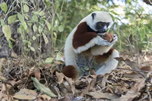 Coquerels sifaka (Propithecus coquereli) searching fallen fruit on forest floor Coquerels sifaka (Propithecus coquereli) searching fallen fruit on forest floor