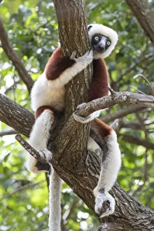 Coquerels sifaka (Propithecus coquereli) in tree, relaxing, Ankarafantsika National Park Coquerels sifaka (Propithecus coquereli) in tree, relaxing, Ankarafantsika National Park