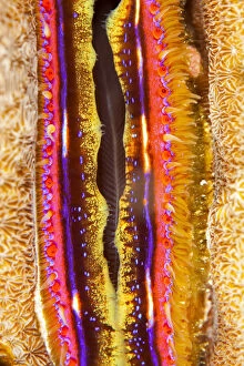 Images Dated 20th November 2011: Coral clam (Pedum spondyloideum) close up, Maldives, Indian Ocean