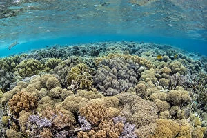 Misool Gallery: Coral (Lobophytum sp.) on a reef flat, with Hawksbill turtle (Eretmochelys imbricata)