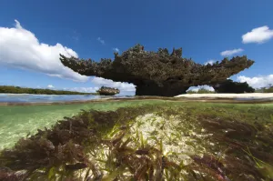 Coral mushrooms, coral banks are eroded by change in sea level Coral mushrooms, coral banks are eroded by change in sea level