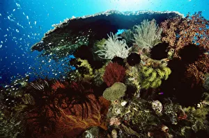 Coral reef with table coral, sea fans, crinoid feather star and school of Golden Sweepers Coral reef with table coral, sea fans, crinoid feather star and school of Golden Sweepers