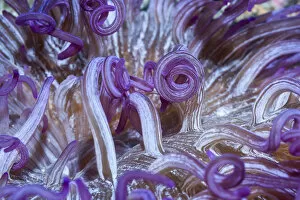 Swirling Gallery: Corkscrew or Long tentacle anemone (Macrodactyla doreensis). Lembeh Strait, North Sulawesi