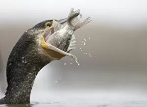 Images Dated 7th January 2014: Cormorant (Phalacrocorax carbo) swallowing caught fish, Hungary January