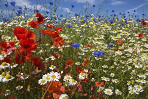Images Dated 23rd June 2014: Cornfield annual summer wildflowers growing on one of the plant charity Landlife s