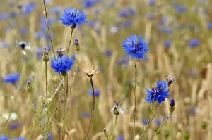 Asterales Gallery: Cornflowers (Centaurea cyanus), locally rare plant, Probably not native at this site
