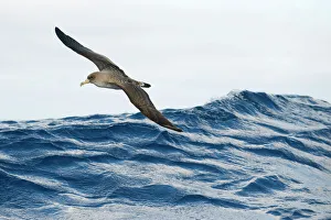 Corys shearwater (Calonectris diomedea) in flight over sea, Pico, Azores, Portugal Corys shearwater (Calonectris diomedea) in flight over sea, Pico, Azores, Portugal