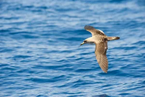 Corys Shearwater (Calonectris diomedea) in flight over sea, Canary Islands, May 2009 Corys Shearwater (Calonectris diomedea) in flight over sea, Canary Islands, May 2009