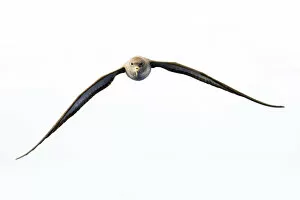 Images Dated 24th June 2009: Corys shearwater (Calonectris diomedea) in flight, Pico, Azores, Portugal, June 2009