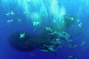 Frontalis Gallery: Corys shearwaters (Calonectris diomedea) diving among a mass of shoaling fish to feed