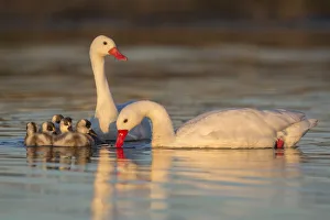 Coscoroba swan, (Coscoroba coscoroba) family with chicks, La Pampa, Argentina Coscoroba swan, (Coscoroba coscoroba) family with chicks, La Pampa, Argentina
