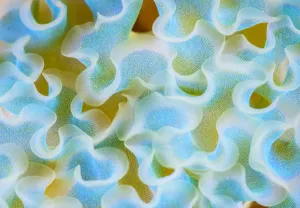 Cose up of pattern detail on the back of a Lettuce Sea Slug (Elysia crispata) The Bahamas Cose up of pattern detail on the back of a Lettuce Sea Slug (Elysia crispata) The Bahamas