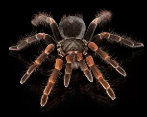 Spiders Gallery: Costa Rican Redleg Tarantula