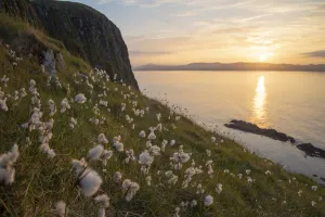 Cotton grass (Eriophorum angustifolium) growing on Garbh Eilean with the Isle of Lewis Cotton grass (Eriophorum angustifolium) growing on Garbh Eilean with the Isle of Lewis