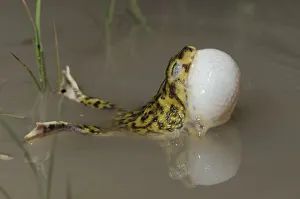 Couch's Spadefoot (Scaphiopus couchii) adult at night calling with vocal sac inflated Couch's Spadefoot (Scaphiopus couchii) adult at night calling with vocal sac inflated