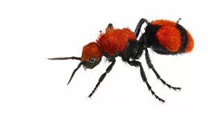Wasp Gallery: Cow killer velvet ant (Dasymutilla occidentalis) on white background, Tuscaloosa County
