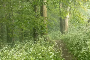 Cow parsley (Anthriscus sylvestris) in a misty Crendle Woods at dawn, Milborne Port Cow parsley (Anthriscus sylvestris) in a misty Crendle Woods at dawn, Milborne Port