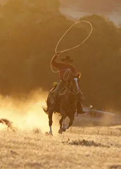 Cowboy galloping while swinging a rope lassoo at sunset, Flitner Ranch, Shell, Wyoming Cowboy galloping while swinging a rope lassoo at sunset, Flitner Ranch, Shell, Wyoming