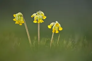 Cowslip flowers (Primula veris), Catcott SWT reserve, Somerset Levels, England, UK, April Cowslip flowers (Primula veris), Catcott SWT reserve, Somerset Levels, England, UK, April
