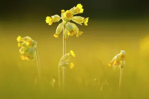 Cowslips (Primula veris) backlit in evening light, Durlston Country Park, near Swanage Cowslips (Primula veris) backlit in evening light, Durlston Country Park, near Swanage