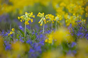 Cowslips (Primula veris) growing on organic farm. Norfolk, UK, April Cowslips (Primula veris) growing on organic farm. Norfolk, UK, April