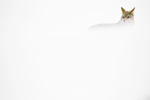 Coyote (Canis latrans) concealed in the snow, Yellowstone National Park, Wyoming, USA Coyote (Canis latrans) concealed in the snow, Yellowstone National Park, Wyoming, USA