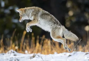 Coyote (Canis latrans) pouncing, hunting technique in Yellowstone National Park, Wyoming Coyote (Canis latrans) pouncing, hunting technique in Yellowstone National Park, Wyoming