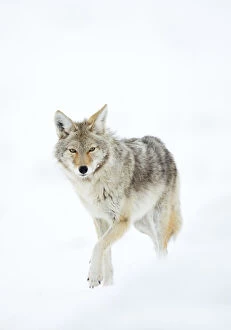 Images Dated 21st February 2014: Coyote (Canis latrans) in snow, Yellowstone National Park, Wyoming, USA, February