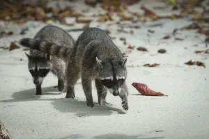 Crab-eating raccoons (Procyon cancrivorus) Manuel Antonio National Park, Costa Rica Crab-eating raccoons (Procyon cancrivorus) Manuel Antonio National Park, Costa Rica