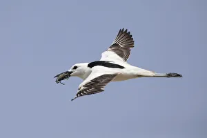 Crab-plover (Dromas ardeola) flying with crab in beak. Oman, June Crab-plover (Dromas ardeola) flying with crab in beak. Oman, June
