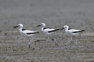 Crab-plover (Dromas ardeola) three walking in a row on mudflat, two with food in beaks Crab-plover (Dromas ardeola) three walking in a row on mudflat, two with food in beaks