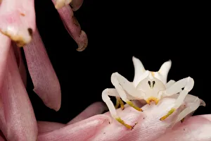 Crab spider (Epicadus heterogaster) on petals, Canande, Esmeraldas, Ecuador Crab spider (Epicadus heterogaster) on petals, Canande, Esmeraldas, Ecuador