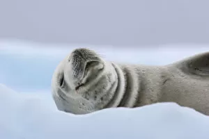 Crabeater Seal (Lobodon carcinophaga) hauled out on ice. Pleneau Island, Antarctica, January