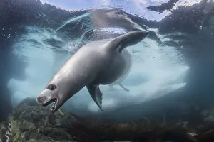 Crabeater seals (Lobodon carcinophaga) hunting under water, Antarctic Peninsula Crabeater seals (Lobodon carcinophaga) hunting under water, Antarctic Peninsula