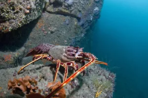 Crawfish / Spiny Lobster (Palinurus elephas). L'Etac, Sark, British Channel Islands Crawfish / Spiny Lobster (Palinurus elephas). L'Etac, Sark, British Channel Islands