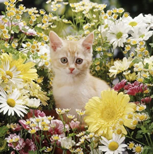 Images Dated 3rd March 2014: Cream kitten among daisy and chrysanthemum flowers