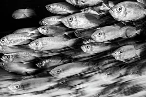 Crescent-tail bigeye (Priacanthus hamrur) school on a coral reef Crescent-tail bigeye (Priacanthus hamrur) school on a coral reef