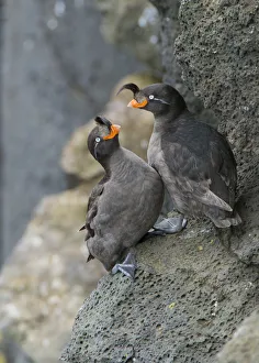 Crested auklets (Aethia cristatella) pair interacting while perched on rock Crested auklets (Aethia cristatella) pair interacting while perched on rock