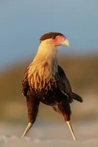 January 2023 Highlights Gallery: Crested caracara (Caracara cheriway) juvenile, on beach. Oaxaca state, Mexico. November