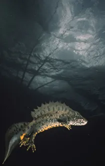 Crested newt {Triturus cristatus} swimming underwater, UK