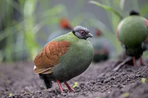 Crested partridge (Rollulus rouloul) female. Captive in UK Crested partridge (Rollulus rouloul) female. Captive in UK