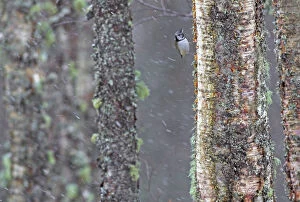 Crested Tit Collection: Crested tit (Lophophanes cristatus) clinging to lichen covered tree in snowfall, Scotland