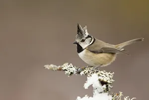 Crested tit (Lophophanes cristatus) perched on snowy conifer branch, Scotland, March Crested tit (Lophophanes cristatus) perched on snowy conifer branch, Scotland, March