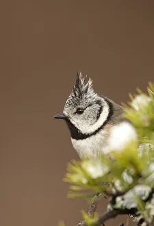Crested tit (Lophophanes cristatus) perched on snowy conifer branch, Scotland, March Crested tit (Lophophanes cristatus) perched on snowy conifer branch, Scotland, March