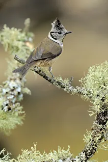 Crested tit (Lophophanes cristatus) perched on lichen covered twig, Sierra de Grazalema Crested tit (Lophophanes cristatus) perched on lichen covered twig, Sierra de Grazalema