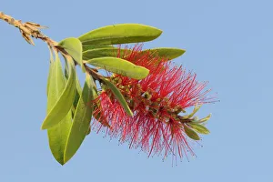 Crimson / Lemon bottlebrush flower (Malaleuca / Callistemon citrinus), an introduced Crimson / Lemon bottlebrush flower (Malaleuca / Callistemon citrinus), an introduced